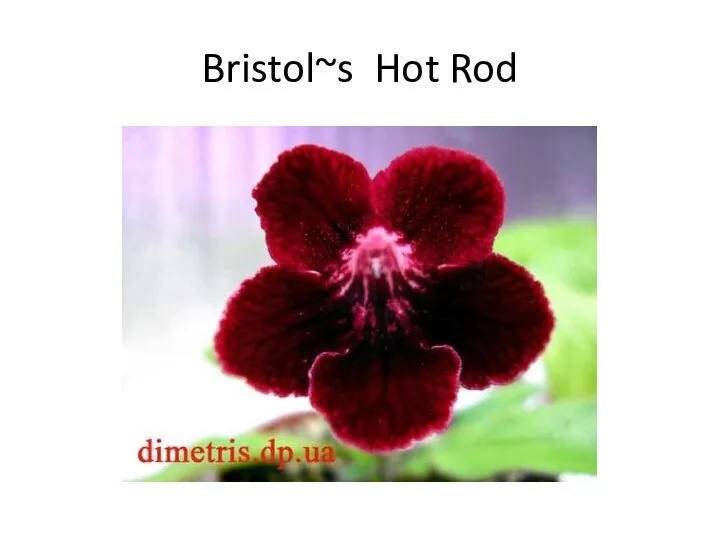 Bristol~s Hot Rod