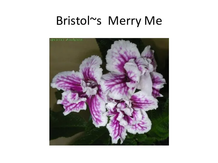 Bristol~s Merry Me