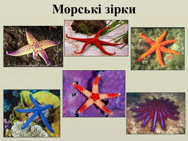 Морські зірки