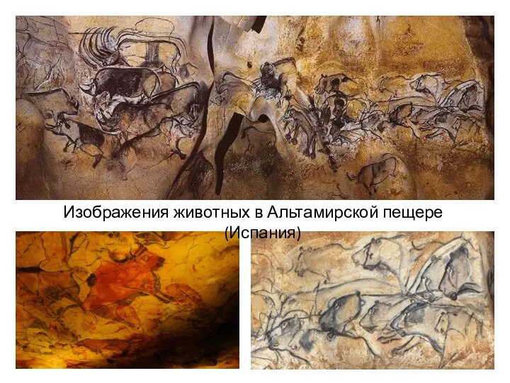 Изображения животных в Альтамирской пещере (Испания)