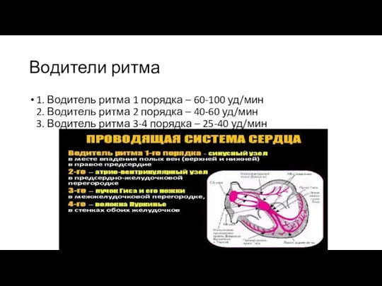 Водители ритма 1. Водитель ритма 1 порядка – 60-100 уд/мин 2. Водитель