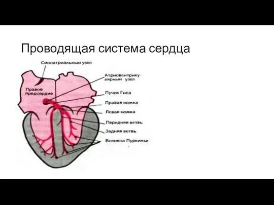 Проводящая система сердца