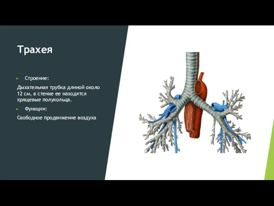 Трахея Строение: Дыхательная трубка длиной около 12 см, в стенке ее находятся