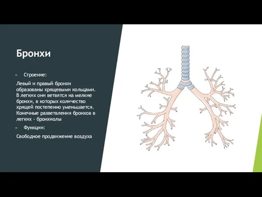 Бронхи Строение: Левый и правый бронхи образованы хрящевыми кольцами. В легких они