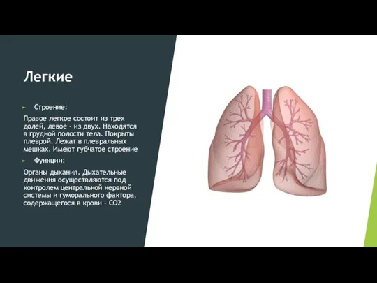 Легкие Строение: Правое легкое состоит из трех долей, левое - из двух.