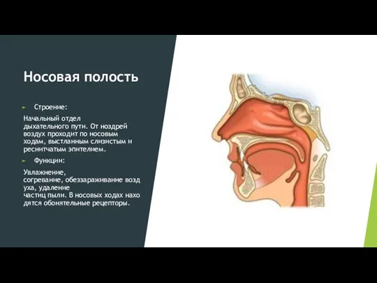 Носовая полость Строение: Начальный отдел дыхательного пути. От ноздрей воздух проходит по