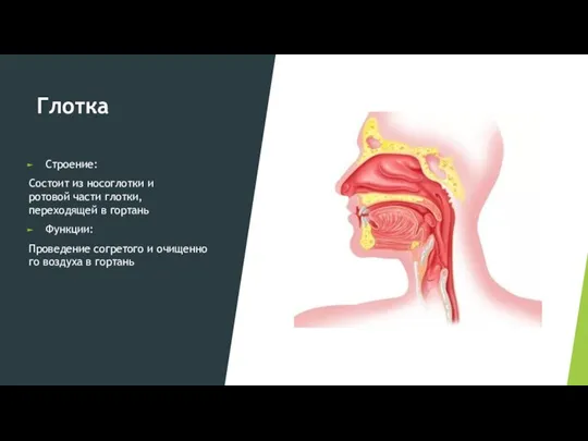 Глотка Строение: Состоит из носоглотки и ротовой части глотки, переходящей в гортань
