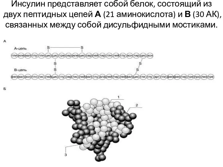 Инсулин представляет собой белок, состоящий из двух пептидных цепей А (21 аминокислота)