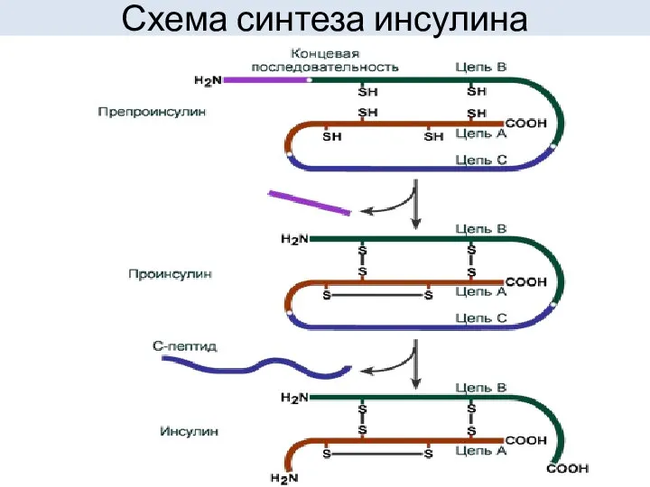 Схема синтеза инсулина