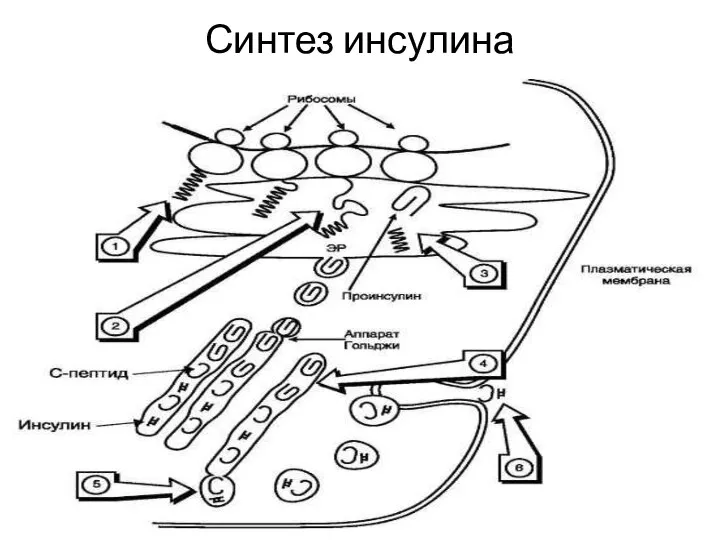 Синтез инсулина