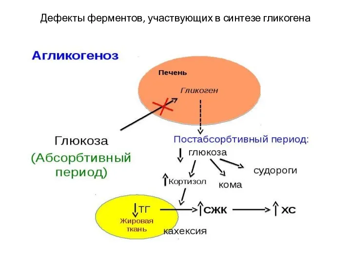 Дефекты ферментов, участвующих в синтезе гликогена