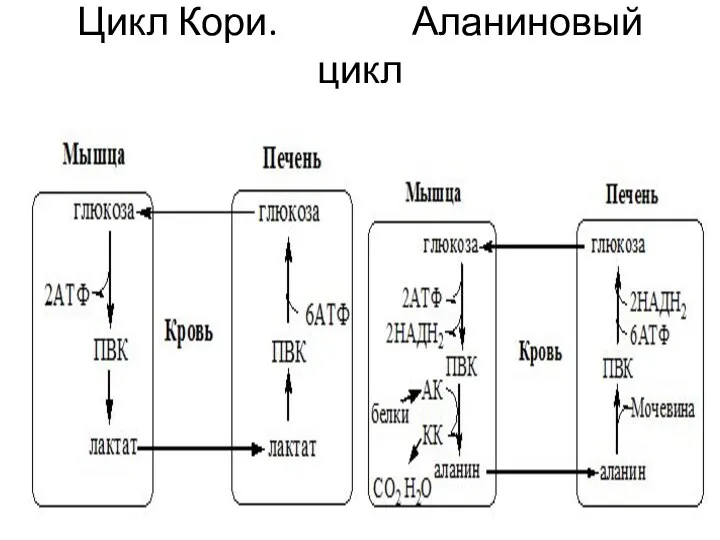 Цикл Кори. Аланиновый цикл