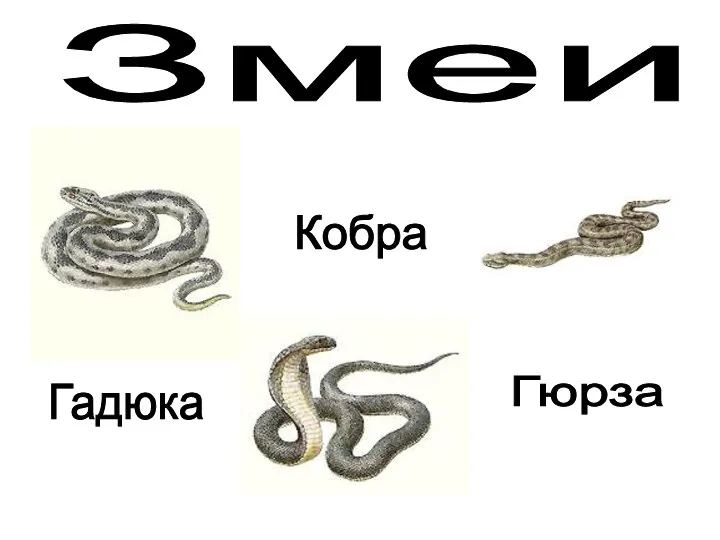 Змеи Кобра Гадюка Гюрза