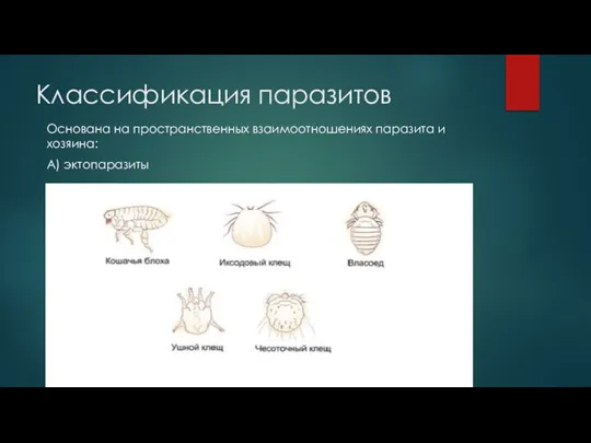 Классификация паразитов Основана на пространственных взаимоотношениях паразита и хозяина: А) эктопаразиты