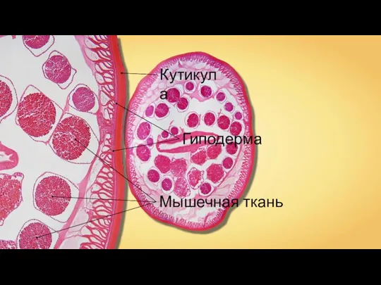 Кутикула Гиподерма Мышечная ткань