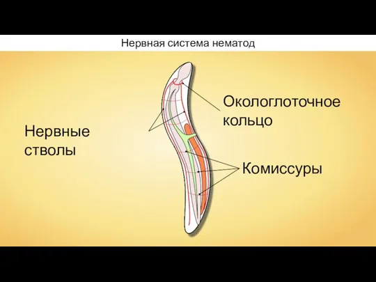 Окологлоточное кольцо Нервная система нематод Нервные стволы Комиссуры