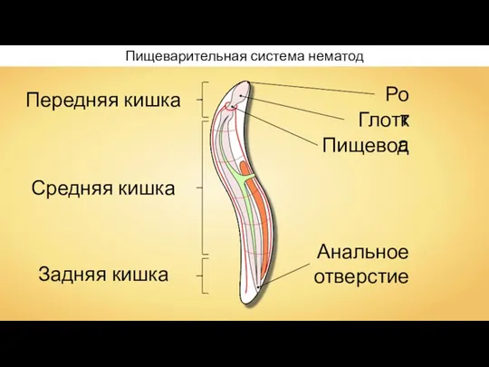 Пищеварительная система нематод Рот Глотка Пищевод Анальное отверстие Передняя кишка Средняя кишка Задняя кишка
