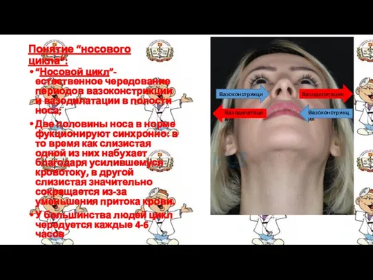 Понятие “носового цикла”: “Носовой цикл”- естественное чередование периодов вазоконстрикции и вазодилатации в