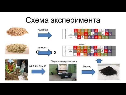 Схема эксперимента Схема эксперимента пшеница Куриный помет Пиролизная установка ячмень биочар