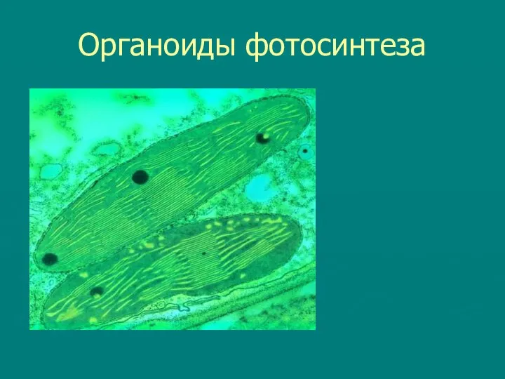 Органоиды фотосинтеза