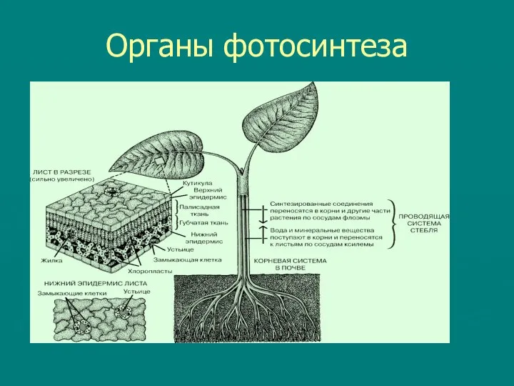 Органы фотосинтеза