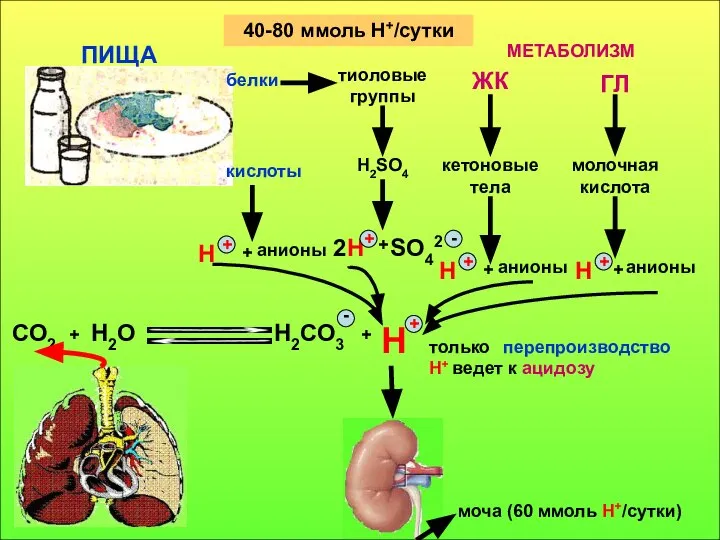 40-80 ммоль Н+/сутки белки тиоловые группы ЖК ГЛ кислоты H2SO4 кетоновые тела