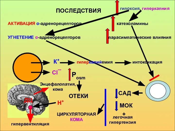 ПОСЛЕДСТВИЯ катехоламины УГНЕТЕНИЕ α-адренорецепторов парасимпатические влияния К+ Сl¯ Н+ гиперкалийемия интоксикация гипервентиляция