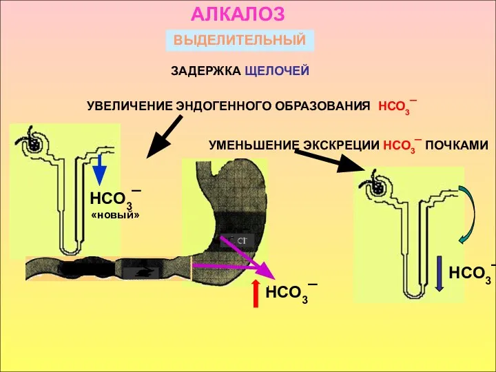 ВЫДЕЛИТЕЛЬНЫЙ ЗАДЕРЖКА ЩЕЛОЧЕЙ НСО3¯ АЛКАЛОЗ УВЕЛИЧЕНИЕ ЭНДОГЕННОГО ОБРАЗОВАНИЯ НСО3¯ УМЕНЬШЕНИЕ ЭКСКРЕЦИИ НСО3¯ ПОЧКАМИ НСО3¯ «новый» НСО3¯