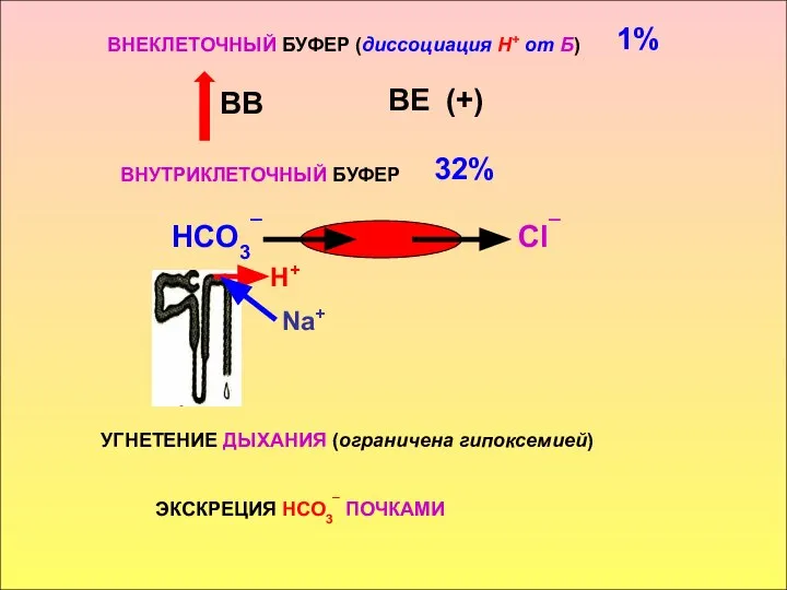 ВНЕКЛЕТОЧНЫЙ БУФЕР (диссоциация Н+ от Б) ВВ ВЕ (+) ВНУТРИКЛЕТОЧНЫЙ БУФЕР НСО3¯