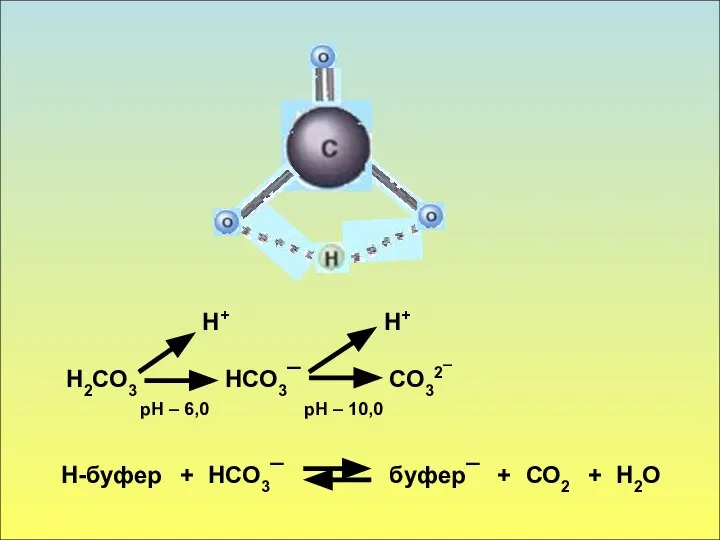 Н2СО3 Н+ НСО3¯ + СО32¯ Н+ рН – 6,0 рН – 10,0