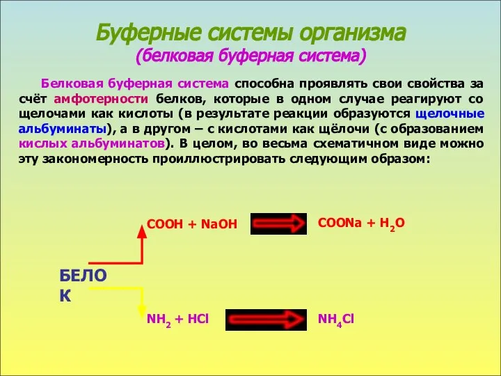 Буферные системы организма (белковая буферная система) Белковая буферная система способна проявлять свои