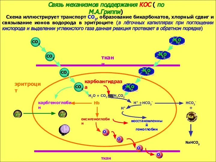 Связь механизмов поддержания КОС ( по М.А.Гриппи) Схема иллюстрирует транспорт СО2, образование