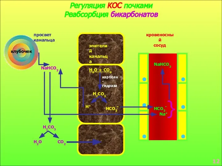 Регуляция КОС почками Реабсорбция бикарбонатов клубочек просвет канальца эпителий канальца кровеносный сосуд