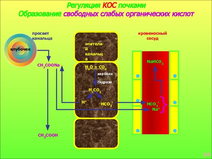 Регуляция КОС почками Образование свободных слабых органических кислот клубочек просвет канальца эпителий