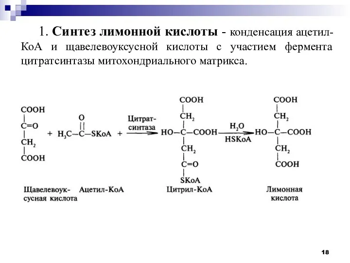 1. Синтез лимонной кислоты - конденсация ацетил-КоА и щавелевоуксусной кислоты с участием фермента цитратсинтазы митохондриального матрикса.