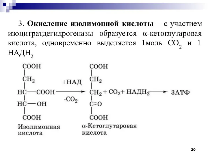 3. Окисление изолимонной кислоты – с участием изоцитратдегидрогеназы образуется α-кетоглутаровая кислота, одновременно