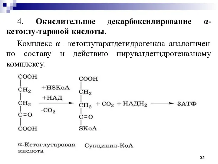 4. Окислительное декарбоксилирование α-кетоглу-таровой кислоты. Комплекс α –кетоглутаратдегидрогеназа аналогичен по составу и действию пируватдегидрогеназному комплексу.