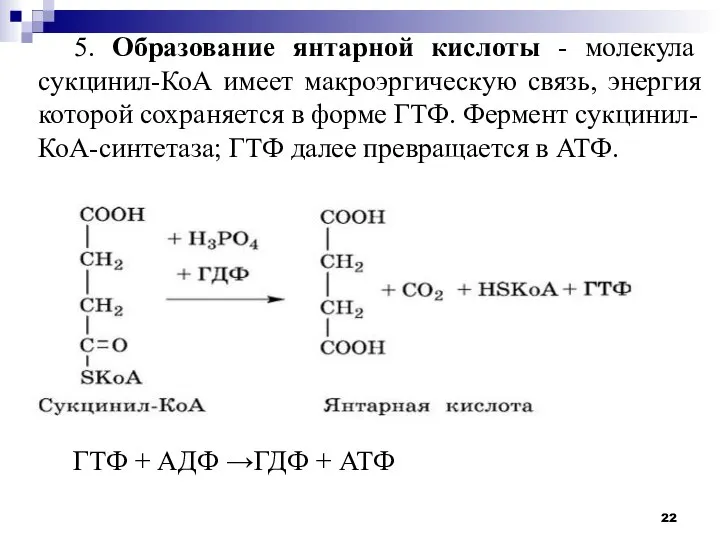 5. Образование янтарной кислоты - молекула сукцинил-КоА имеет макроэргическую связь, энергия которой