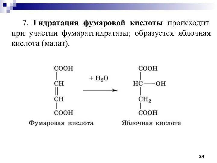 7. Гидратация фумаровой кислоты происходит при участии фумаратгидратазы; образуется яблочная кислота (малат).