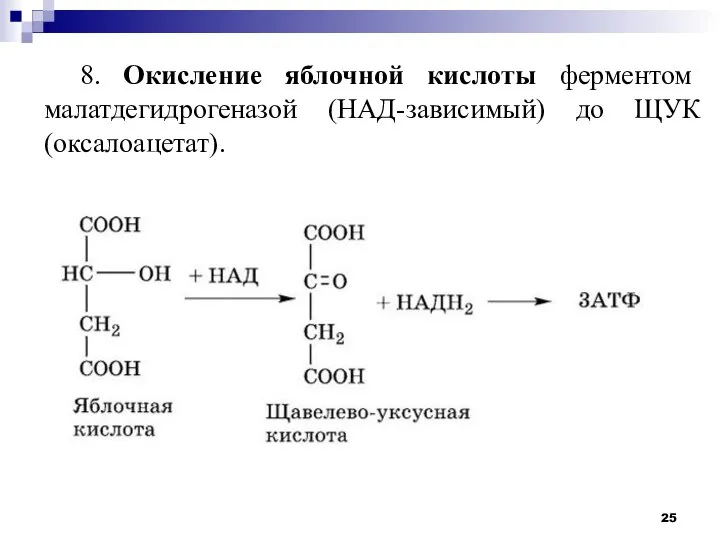 8. Окисление яблочной кислоты ферментом малатдегидрогеназой (НАД-зависимый) до ЩУК (оксалоацетат).