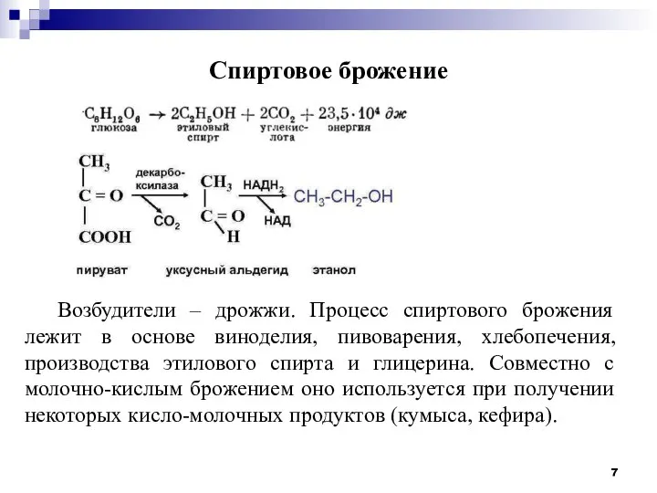 Спиртовое брожение Возбудители – дрожжи. Процесс спиртового брожения лежит в основе виноделия,