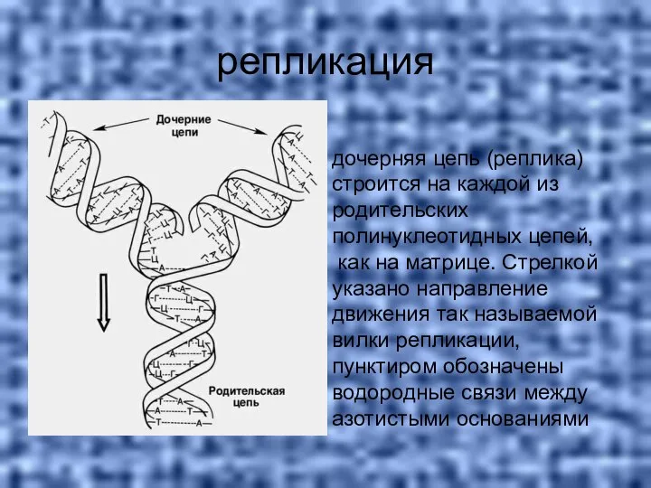 репликация дочерняя цепь (реплика) строится на каждой из родительских полинуклеотидных цепей, как