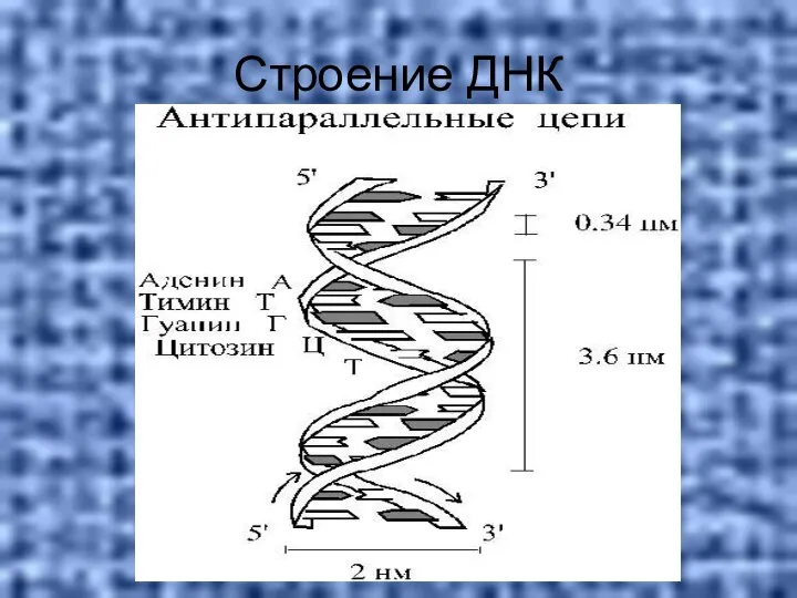 Строение ДНК