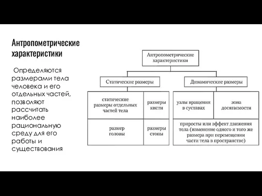 Антропометрические характеристики Определяются размерами тела человека и его отдельных частей, позволяют рассчитать