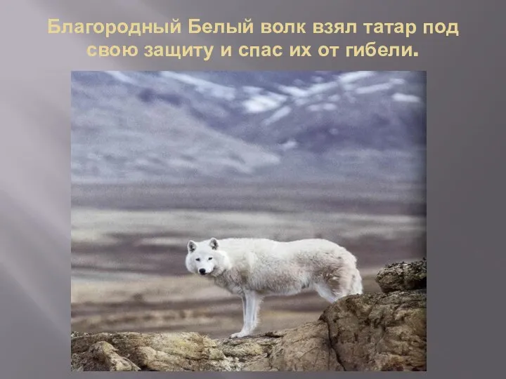 Благородный Белый волк взял татар под свою защиту и спас их от гибели.