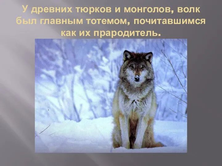 У древних тюрков и монголов, волк был главным тотемом, почитавшимся как их прародитель.