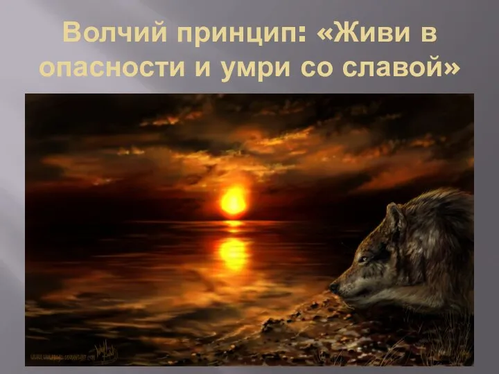 Волчий принцип: «Живи в опасности и умри со славой»