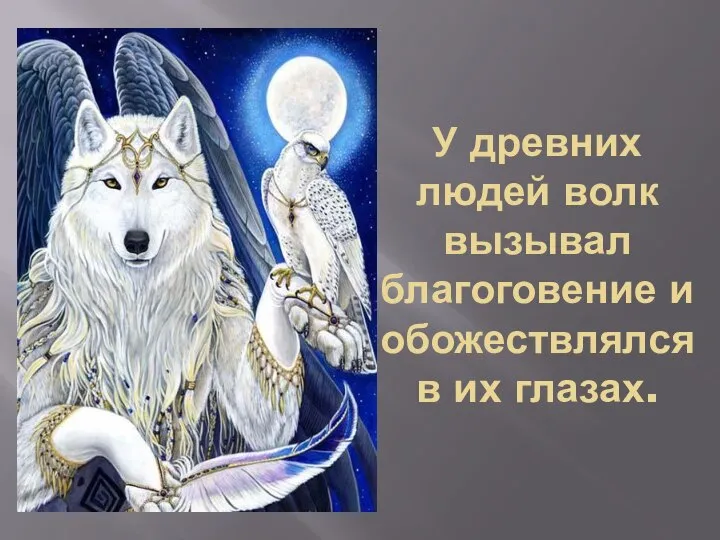 У древних людей волк вызывал благоговение и обожествлялся в их глазах.