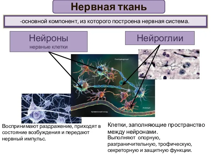 Нервная ткань Нейроны нервные клетки Нейроглии Клетки, заполняющие пространство между нейронами. Выполняют