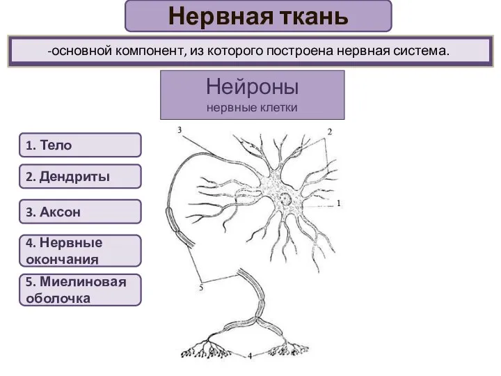 Нервная ткань Нейроны нервные клетки 1. Тело 2. Дендриты 3. Аксон 4.